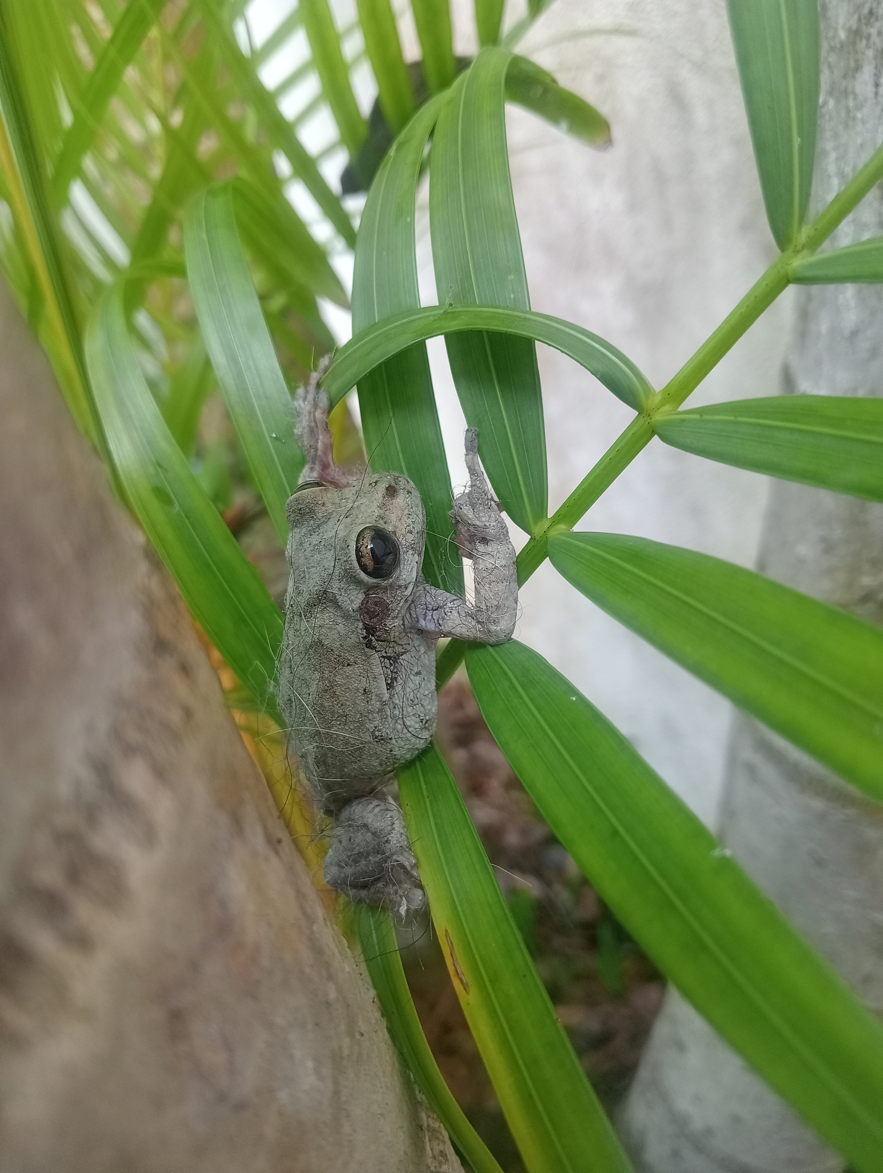 Small gray tree frog clinging to bamboo stalk among green leaves