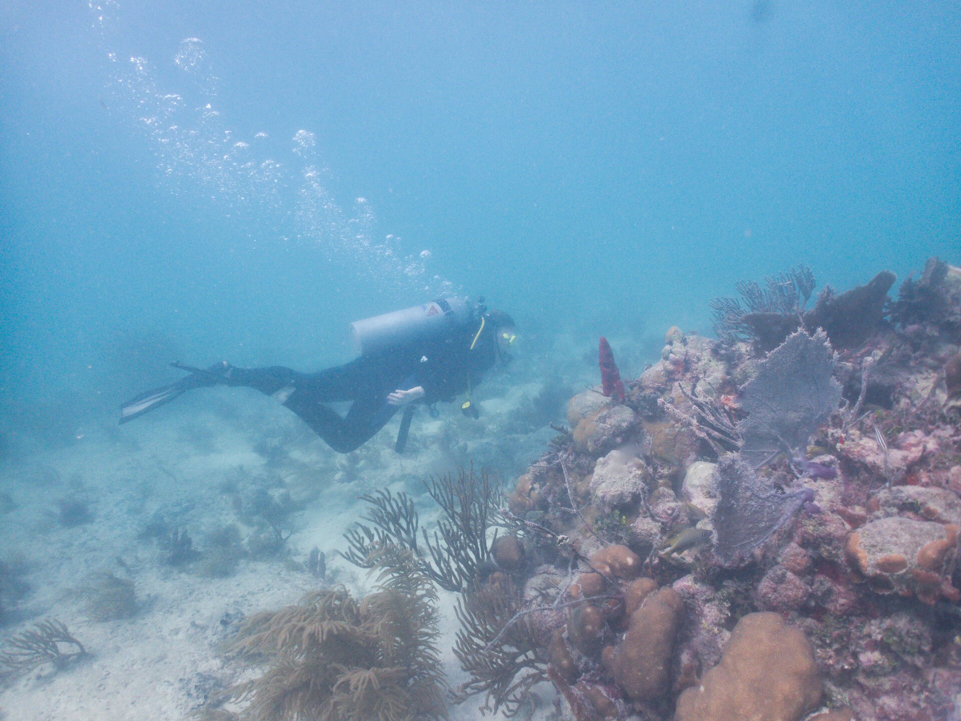 Image from Shore Dive at Ojo de Agua, Puerto Morelos