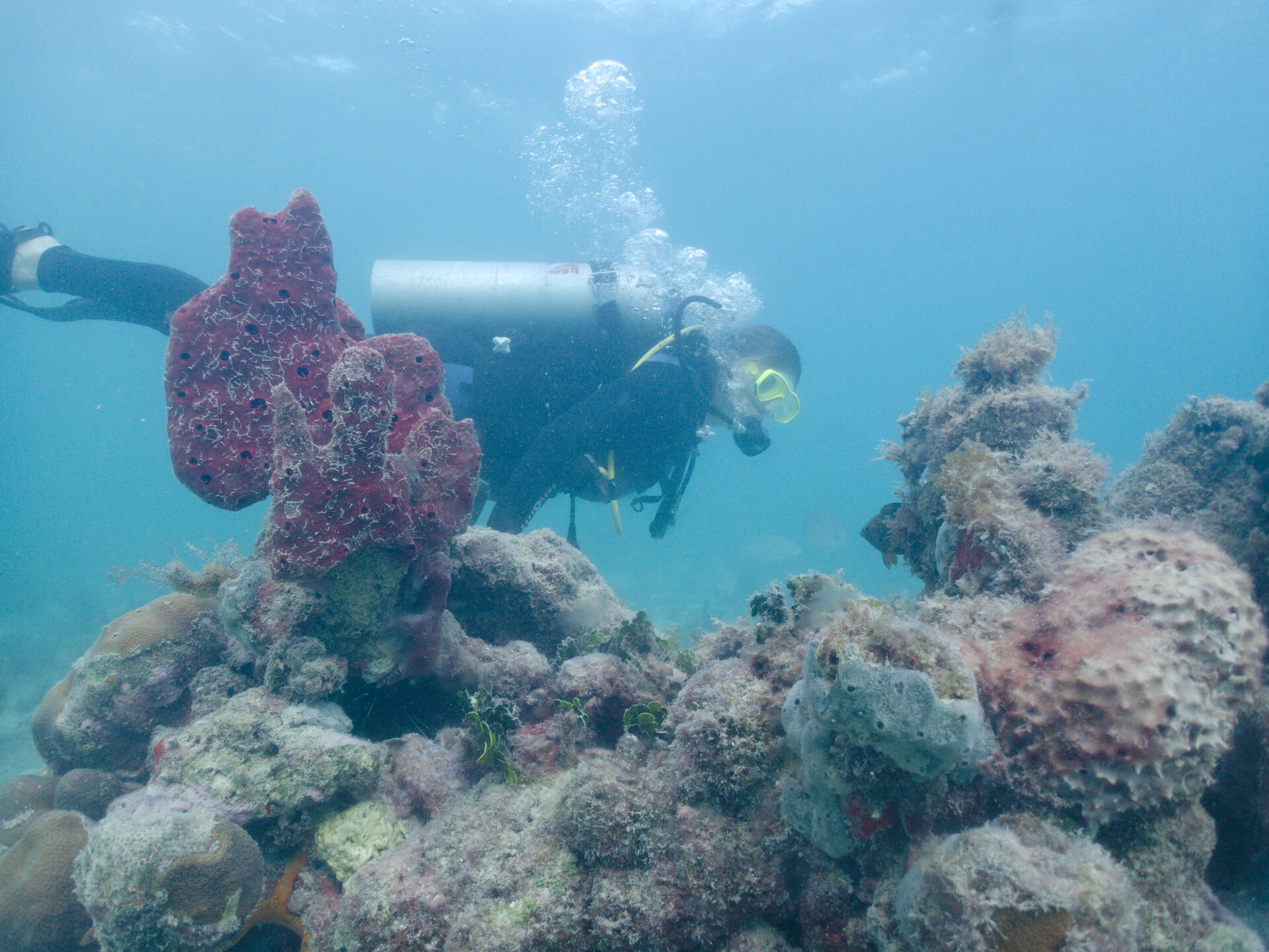 Image from Shore Dive at Ojo de Agua, Puerto Morelos