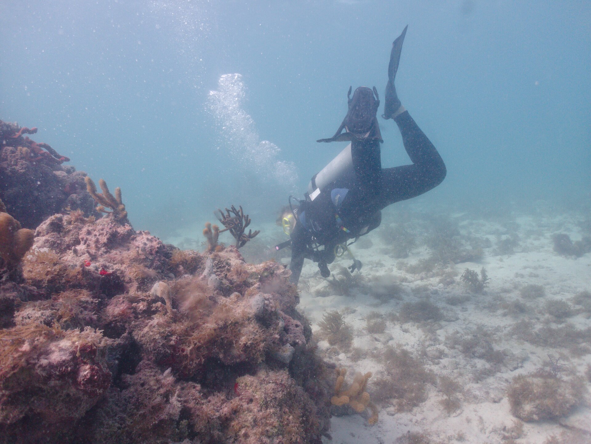 Image from Shore Dive at Ojo de Agua, Puerto Morelos