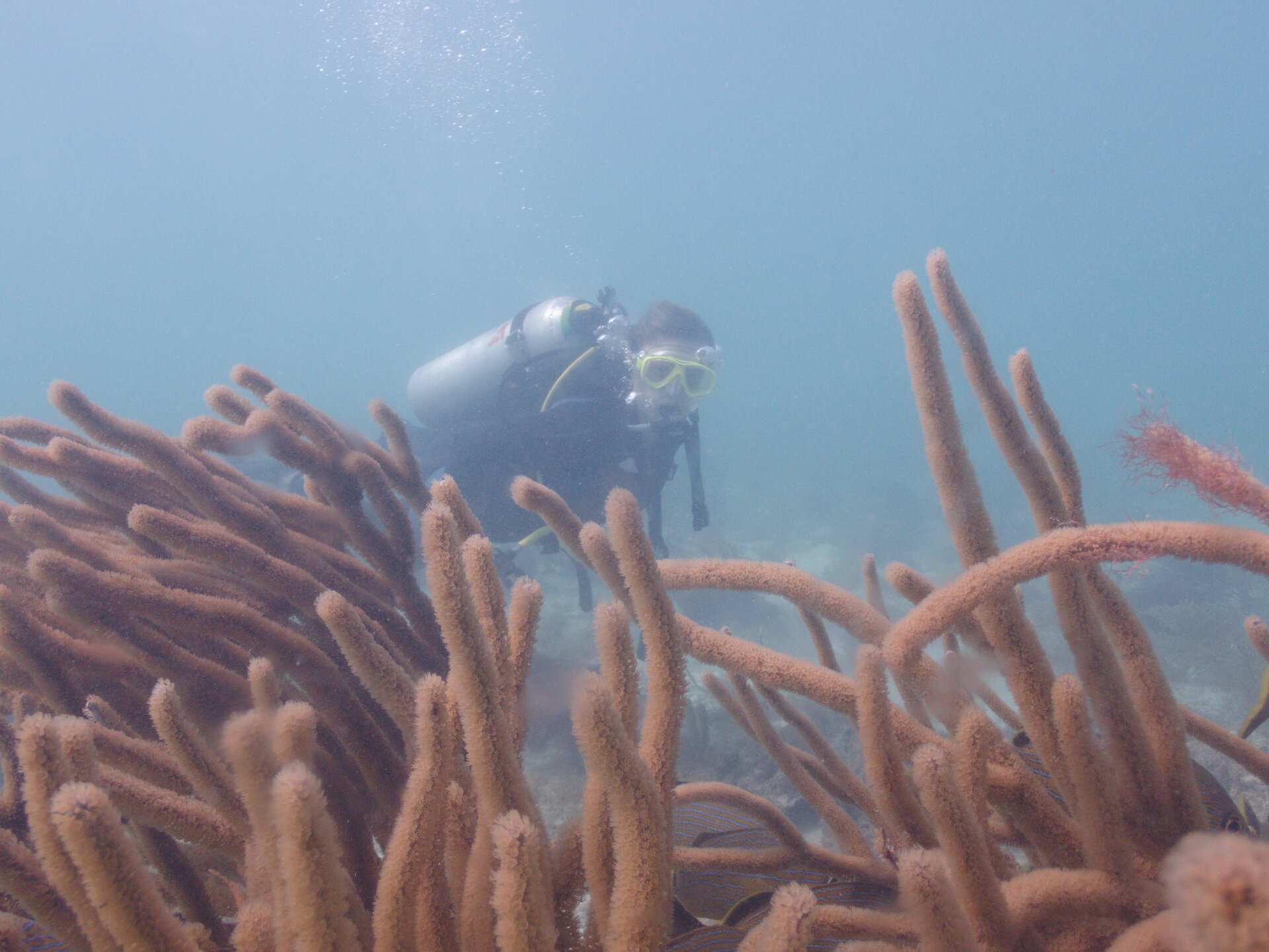 Image from Shore Dive at Ojo de Agua, Puerto Morelos