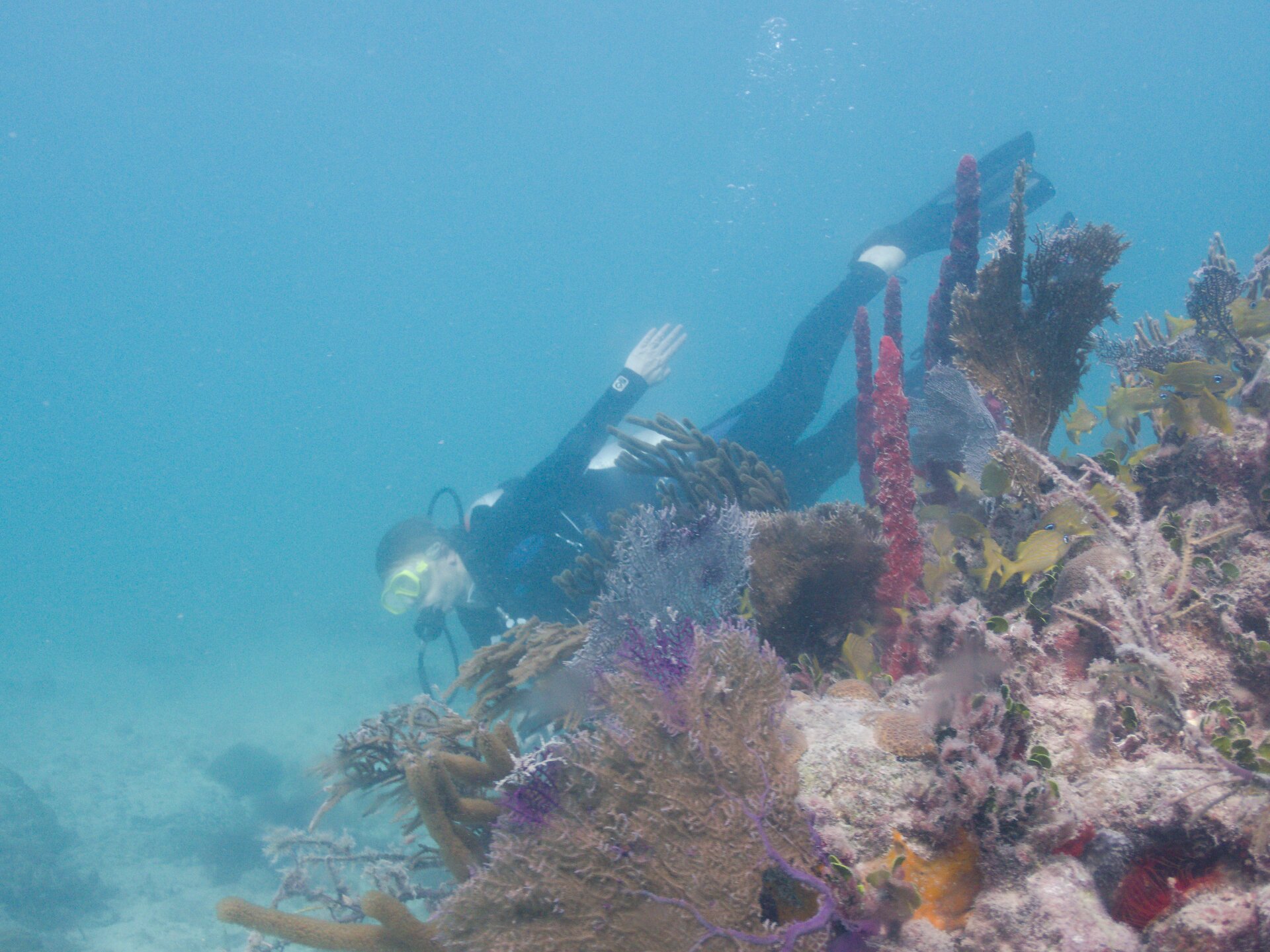 Image from Shore Dive at Ojo de Agua, Puerto Morelos