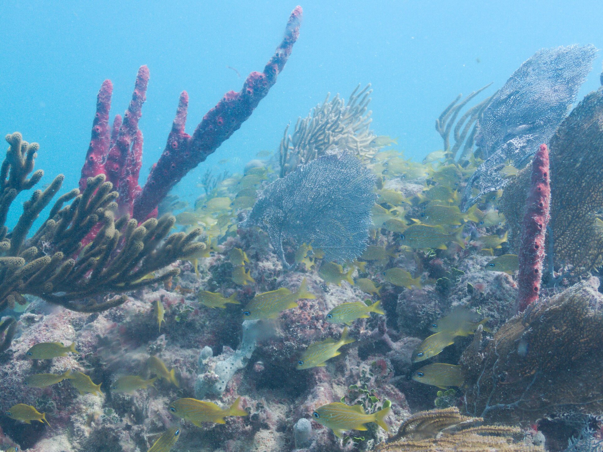 Image from Shore Dive at Ojo de Agua, Puerto Morelos