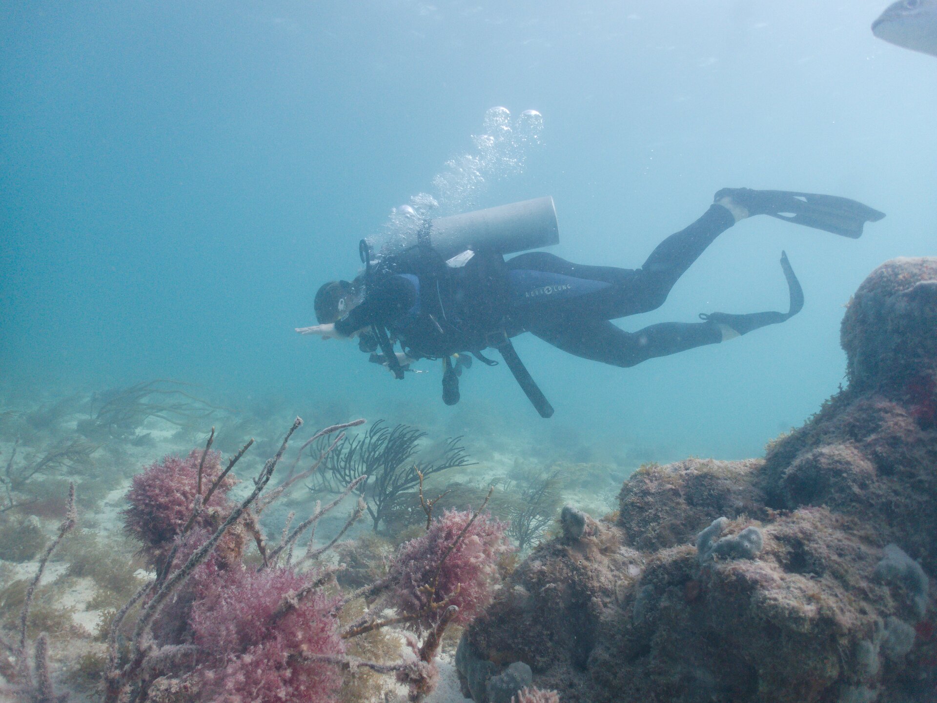 Image from Shore Dive at Ojo de Agua, Puerto Morelos