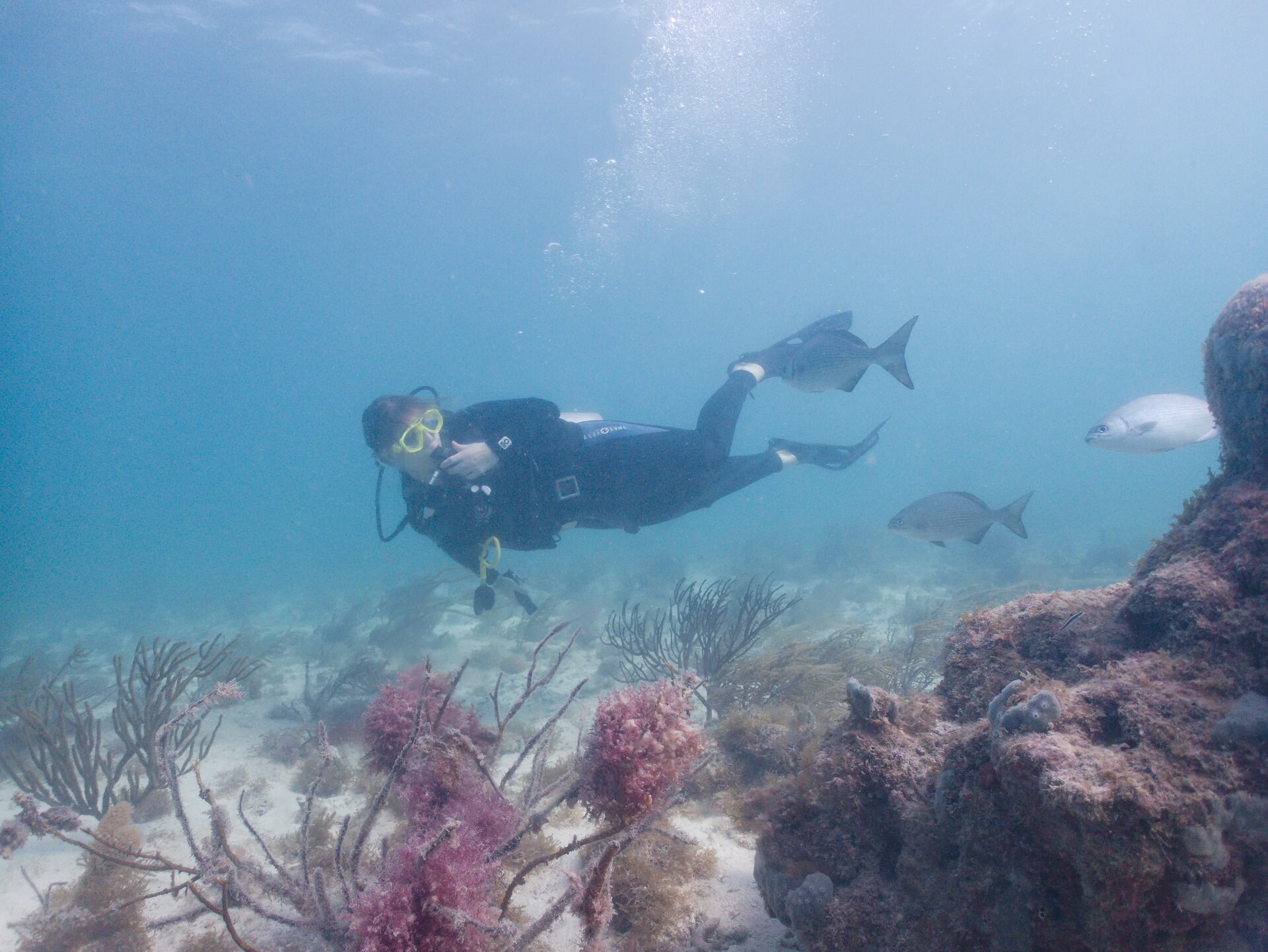 Image from Shore Dive at Ojo de Agua, Puerto Morelos